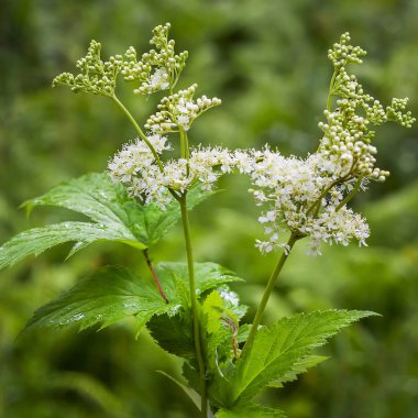Erkeç sakalı (Latince adı Filipendula ulmaria). Tıbbi bitki büyüme, Rusya, Sibirya doğal ortamda