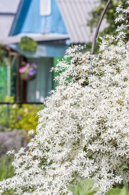 Akasma paniculata (Clematis paniculata). Beyaz akasma dikey bahçe çiçek açan