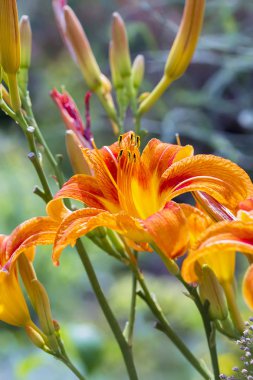 Kırmızı gün-Lily (lat. Hemerocallis fulva). Çiçekler portre