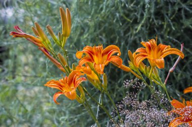 Kırmızı gün-Lily (lat. Hemerocallis fulva). Çiçekler portre