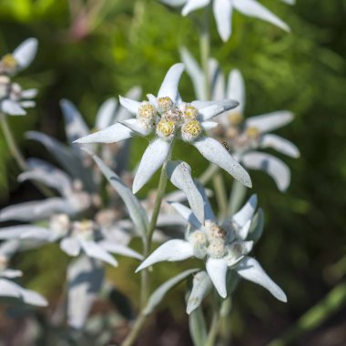 Edelweiss (lat. Leontopodyum)