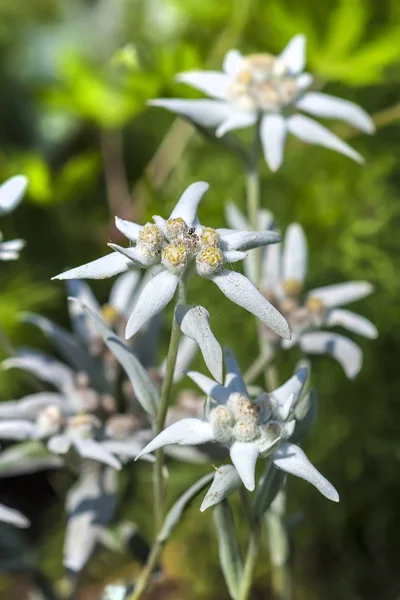 Aster Ailesinin Bitki Çenekli Otsu Bitkilerin Edelweiss Lat Leontopodium Cinsi — Stok fotoğraf