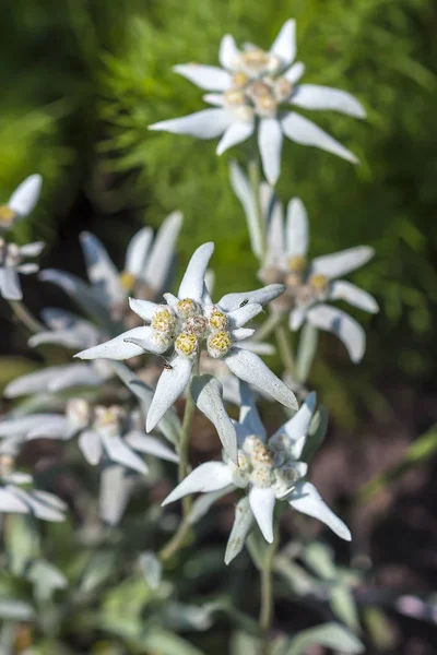 Aster Ailesinin Bitki Çenekli Otsu Bitkilerin Edelweiss Lat Leontopodium Cinsi — Stok fotoğraf