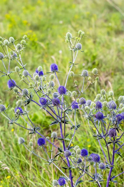 Eryngium ploché (lat. Eryngium planum) — Stock fotografie