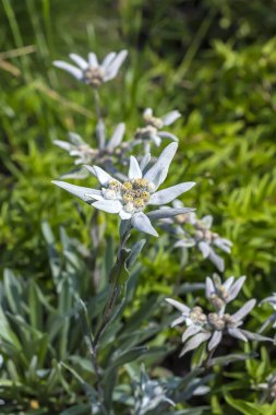 Çiçek açan Edelweiss (lat. Leontopodium)
