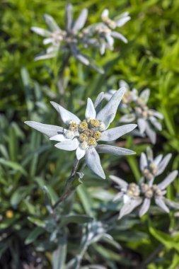 Blooming Edelweiss (lat. Leontopodium) clipart