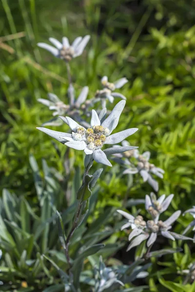 Blooming Edelweiss (lat. Leontopodium) — Stock Photo, Image