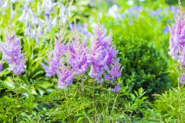 Pembe Astilba Arends,, ametist çiçeklenme ,, 