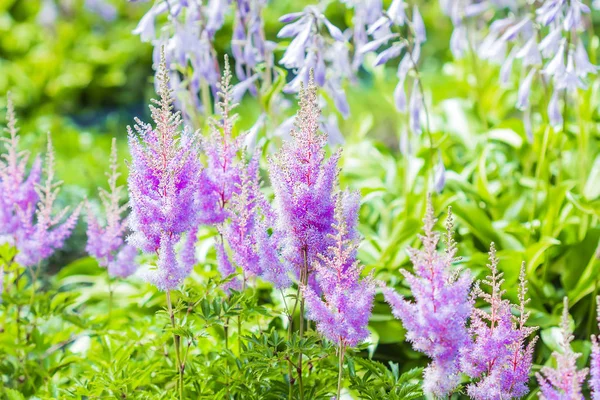 Flor Rosa Astilba Arends Amatista Lat Astilbe Arendsii Amatista Flor — Foto de Stock