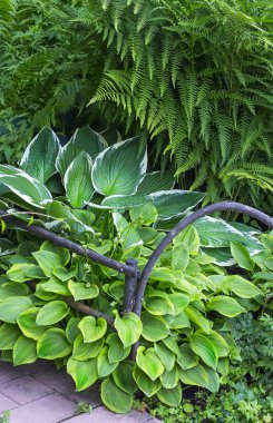 Onların yaz köyünde çiçek açan ana bilgisayar