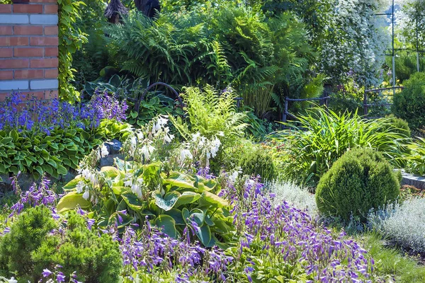 Blooming Host at their summer cottage — Stock Photo, Image