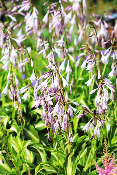 Kwitnący Hosta Domu Letniskowego Siberia Rosja — Zdjęcie stockowe