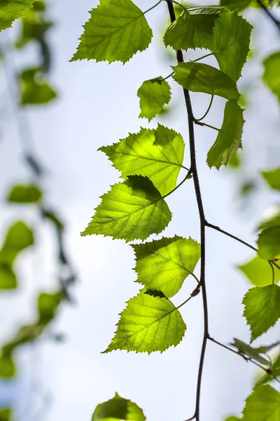 Silver Birch Lat Betula Pendula Branch Young Green Leaves Close — Stock Photo, Image