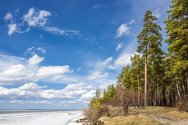 Paysage Printanier Sur Rivière Sibérienne Rivière Oblast Novossibirsk Sibérie Russie — Photo