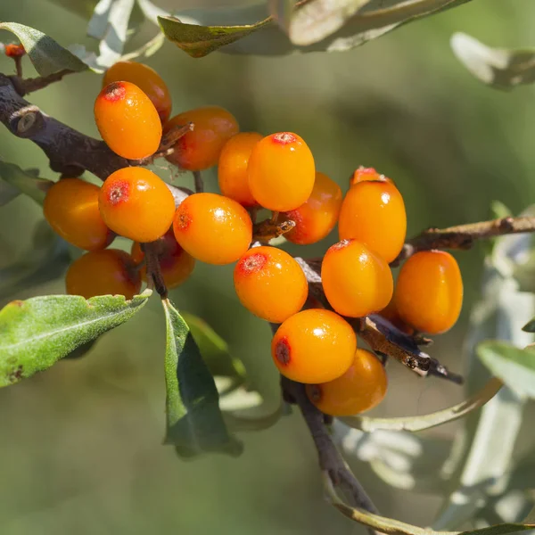 Wild Bush Espino cerval Rusinova (lat. Hippophae rhamnoides  ) —  Fotos de Stock