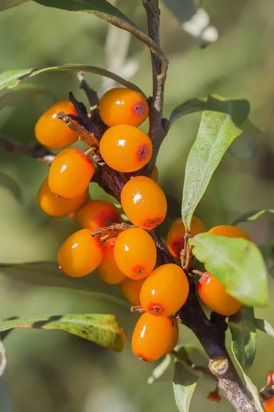 Wild Bush Espino cerval Rusinova (lat. Hippophae rhamnoides  ) —  Fotos de Stock