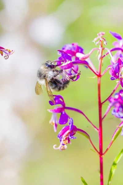 Bumblebee και ανθισμένα επιλόβιο το δασύτριχο angustifolium (lat. επιλόβιο το δασύτριχο ένα — Φωτογραφία Αρχείου