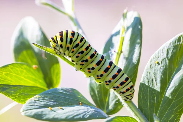 Caterpillar of a Papilio machaon Linnaeus — Stock Photo, Image