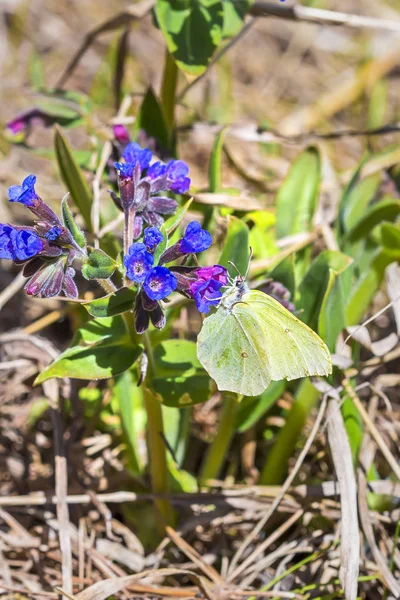 Papillon Gonepteryx, la plante Pulmonaria dacica Simonk — Photo