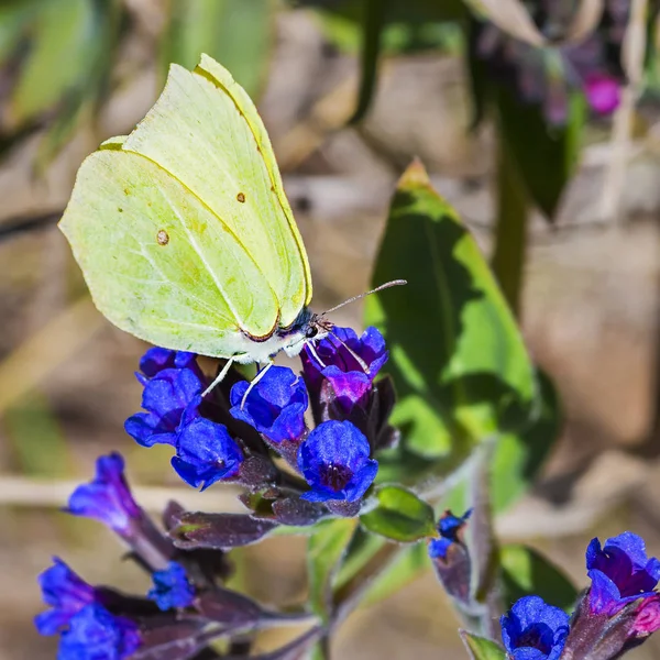 Papillon Gonepteryx, la plante Pulmonaria dacica Simonk — Photo