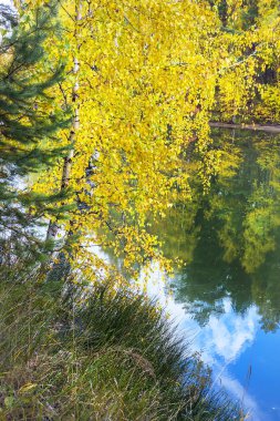 Sonbahar orman nehrin yanında. Nehir ayrı, Novosibirsk Oblastı, Sibirya, Rusya Federasyonu