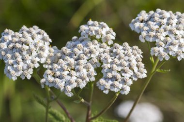 Tıbbi yabani bitki Civanperçemi (Achillea millefolilium )