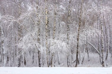 Huş ağacı orman bir kar yağışı sonra