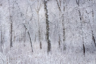 Huş ağacı orman bir kar yağışı sonra