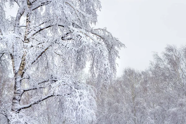 Brzozowy las po śniegu — Zdjęcie stockowe