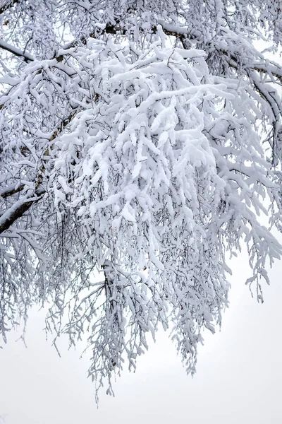 Brzozowy las po śniegu — Zdjęcie stockowe