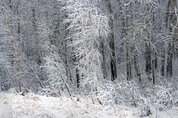 Bosque de abedul después de una nevada — Foto de Stock