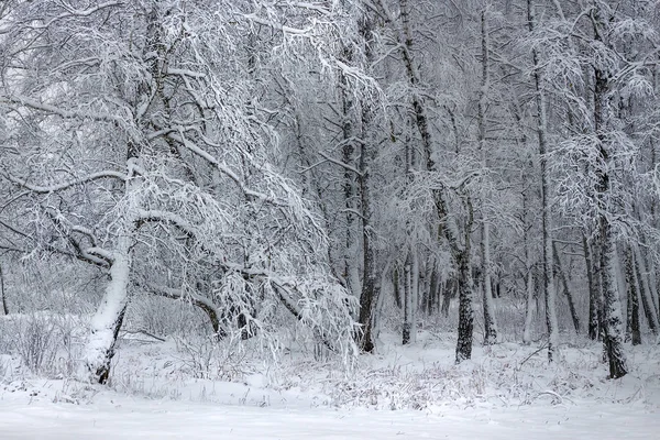 Bosque de abedul después de una nevada — Foto de Stock