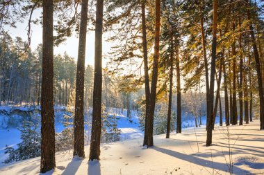 Kış sabahı. Karlı kıyısında River ayrı (Ob nehir kolu), Novosibirsk oblast, Sibirya, Rusya Federasyonu