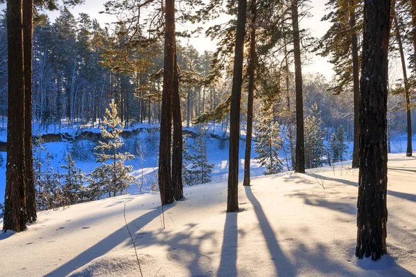 Kış sabahı. Karlı kıyısında River ayrı (Ob nehir kolu), Novosibirsk oblast, Sibirya, Rusya Federasyonu
