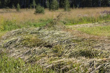 Biçilmiş yeşil çim sahada. İnekler için yem tohumları. Novosibirsk Oblastı, Sibirya, Rusya Federasyonu