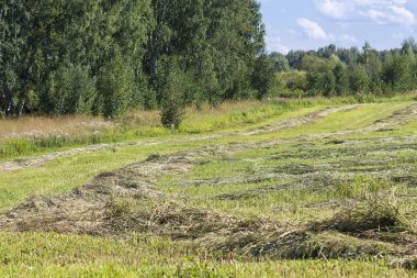 Biçilmiş yeşil çim sahada. İnekler için yem tohumları. Novosibirsk Oblastı, Sibirya, Rusya Federasyonu