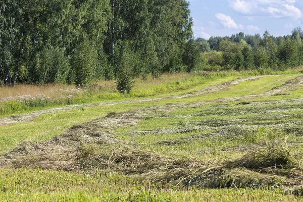 Nyklippt Gröna Gräset Fältet Frön Foder För Kor Novosibirsk Oblast — Stockfoto