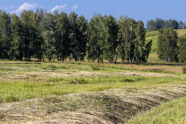 Nyklippt gröna gräset på fältet. Frön av foder för kor — Stockfoto