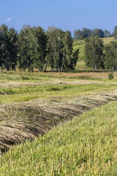 Nyklippt Gröna Gräset Fältet Frön Foder För Kor Novosibirsk Oblast — Stockfoto