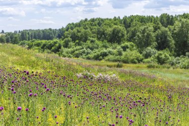 Orman-bozkır Termer Thistle (lat. otu thoermeri Weinm çalılıkları ile)