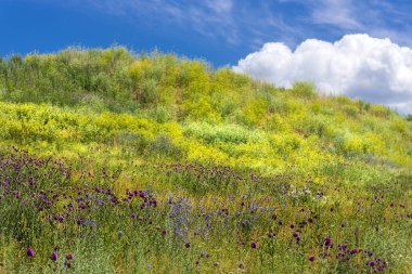 Orman-bozkır Termer Thistle (lat. otu çalılıkları ile