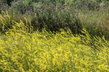 Vahşi sarı Melilot (Melilotus officinalis) bir çayırda çalılıkları. Novosibirsk Oblastı, Sibirya, Rusya Federasyonu