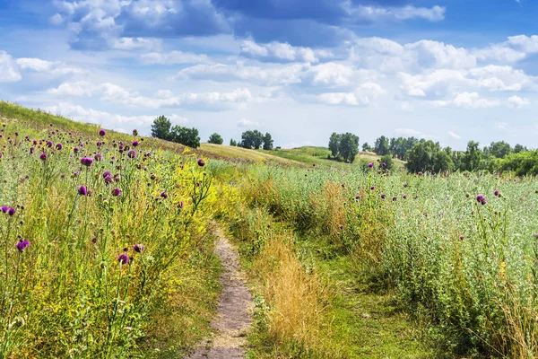 Orman-bozkır Termer Thistle (lat. otu thoermeri Weinm çalılıkları ile)