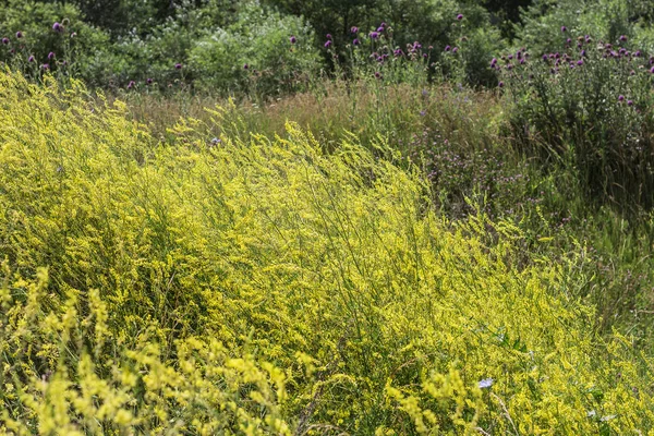 Thickets of wild yellow Melilot (Melilotus officinalis) in a mea — Stock Photo, Image