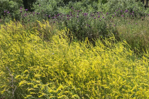 Çalılıkları vahşi sarı Melilot (Melilotus officinalis) 