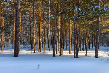 kar kış manzara orman kaplı