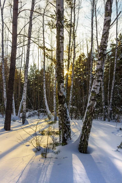 겨울 풍경을 눈으로 덮여 숲 — 스톡 사진
