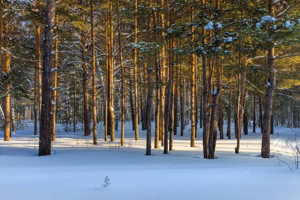 Paisaje invernal con bosque cubierto de nieve — Foto de Stock