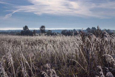Sabah, ilk sonbahar frosts. Orman-bozkır bölgesi, Kolyvan bölgesi, Novosibirsk Oblastı, Sibirya, Rusya Federasyonu