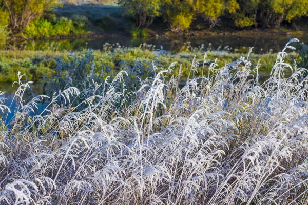 Поле Травы Покрыто Морозом Первые Сентябрьские Морозы Сибири — стоковое фото